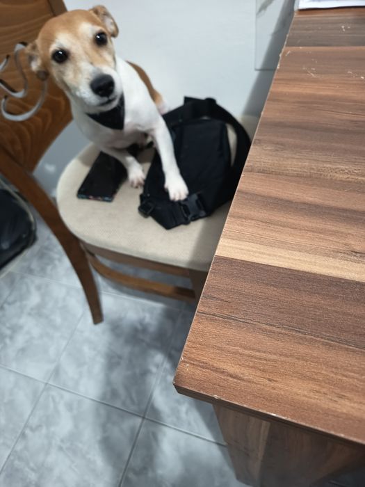 Подарява се Джак  Ръсел на 5 годинки