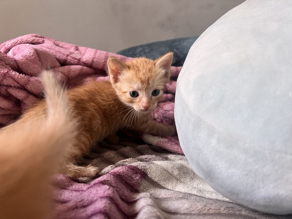 Котята в добрые руки!