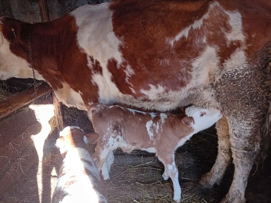 Vând junincă cu vițej