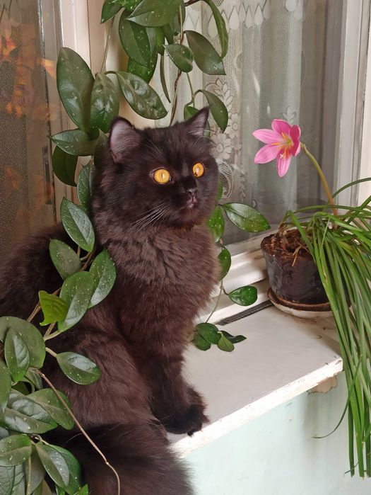 Кошечка в добрые руки