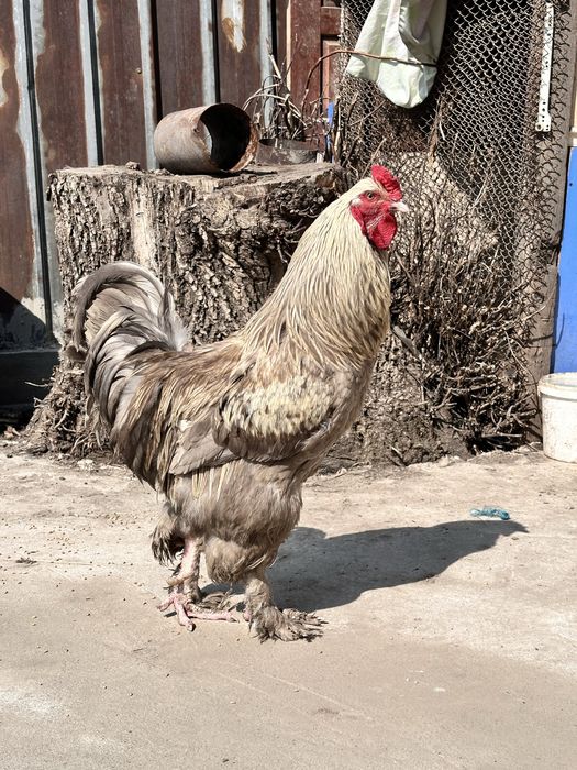 Красавец петух продается