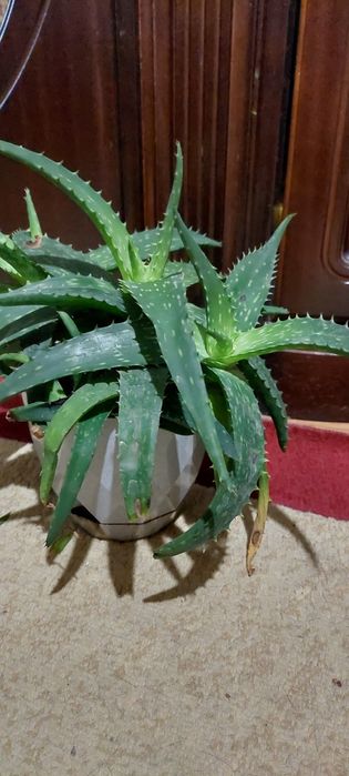 Алоэ вера 3 года