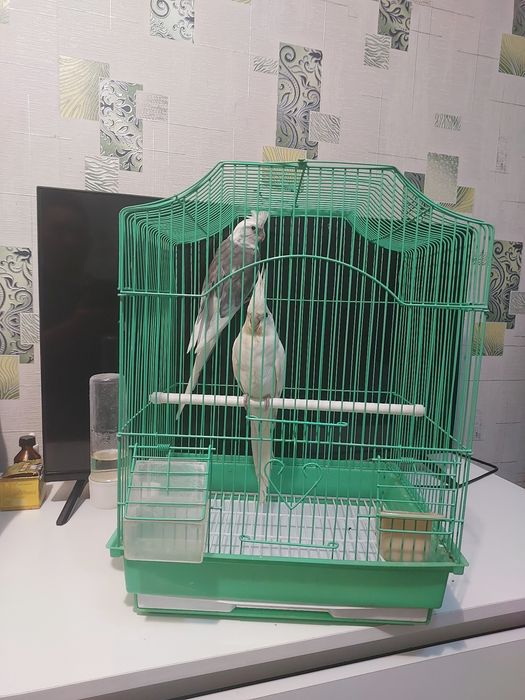 Корела пара клетка корм