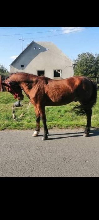 Cal de vânzare e foarte bun 50 de milioane
