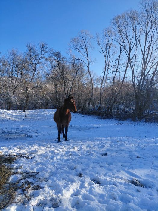 Cârlană de vânzare