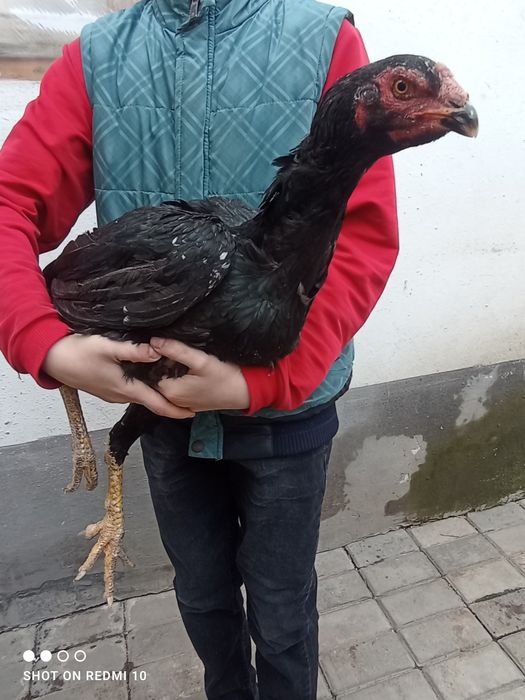 Dakan tovu yirik juda  1 tullak