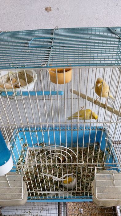 Bir par kanarelalar sotiladi