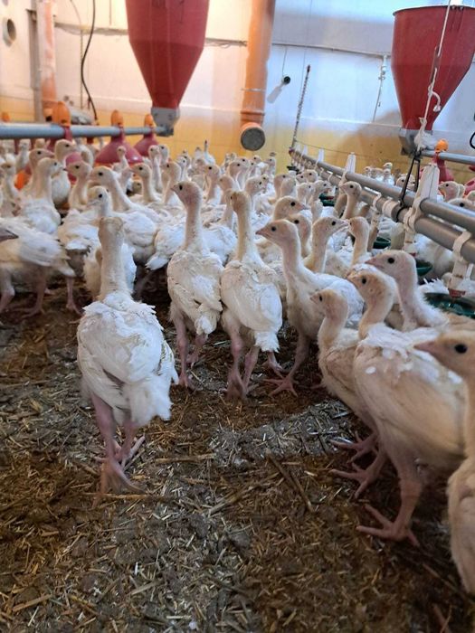 Vand curci de carne  4 saptamani, vaccinuri la zi,  1,4 kg media