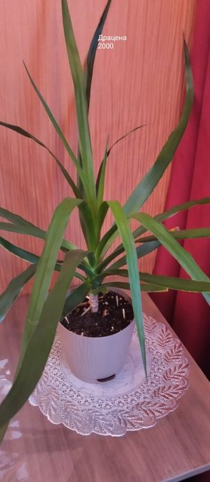 Предлагаю цветы комнатные.