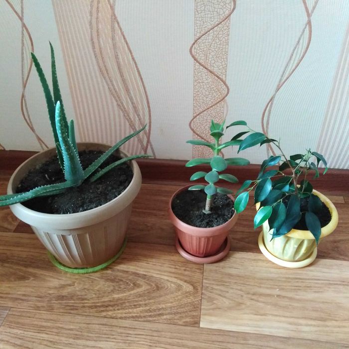 Цветы комнатные