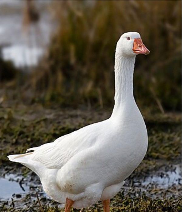 Zotdor gʻozlar sotiladi