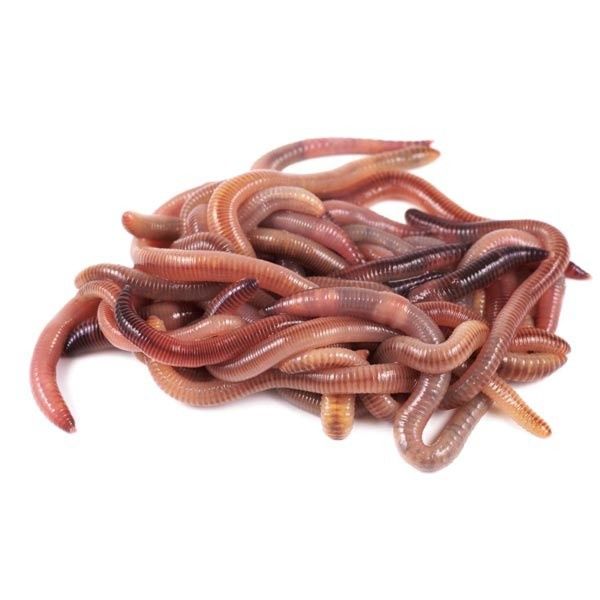 Красный калифорнийский червь