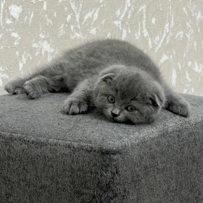 Zotdor Shotland mushuklari