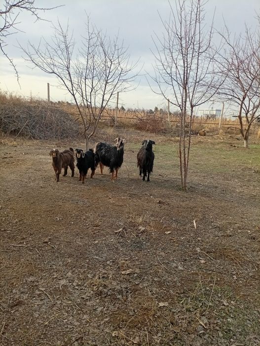 Кал она бола эчкила сотилади
