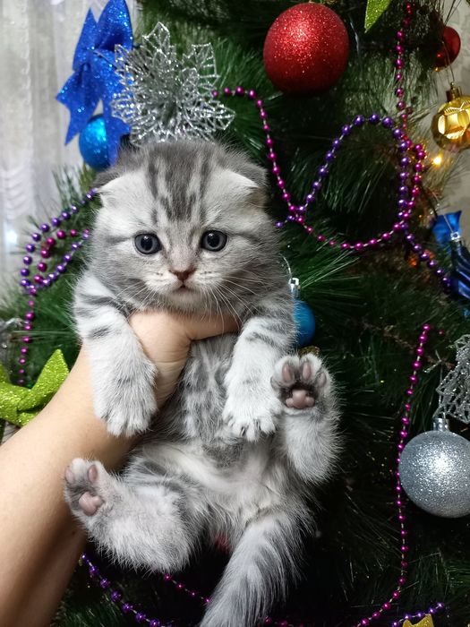 Продаются шикарные котята