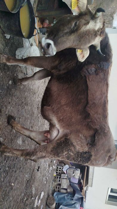 Vând vacă bună de lapte cu vițel bruna de Maramureș