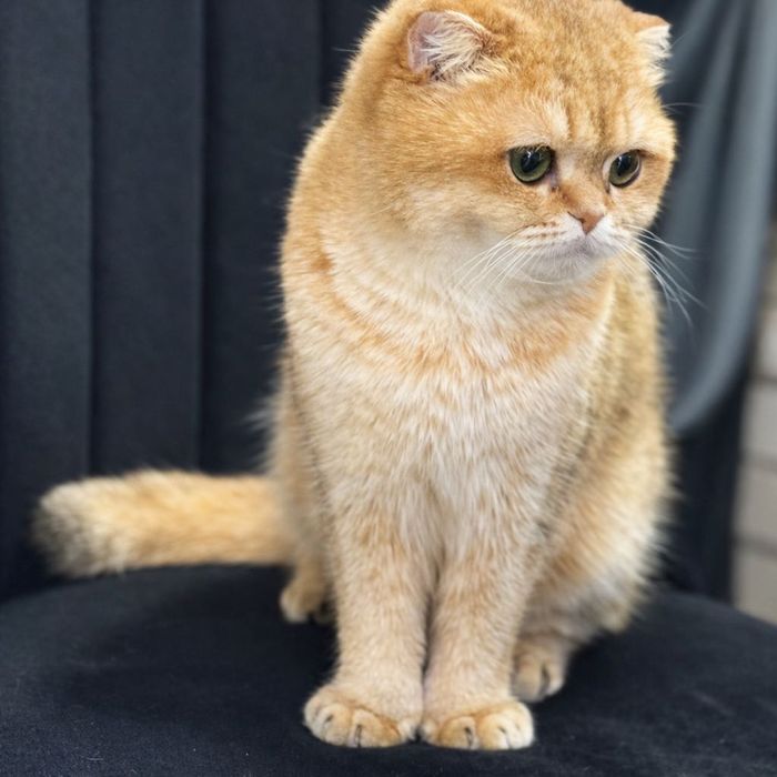 Scottish Fold chinchilla aurie — culoare rară