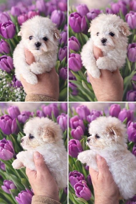 Băiețel bichon maltez mic