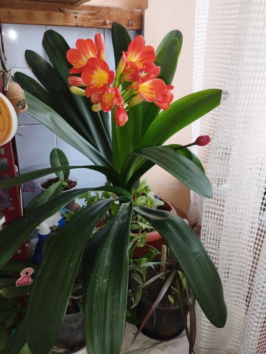 Стайни и лечебни цветя