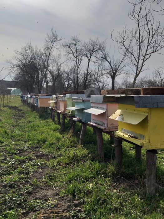 Vând familii de albine