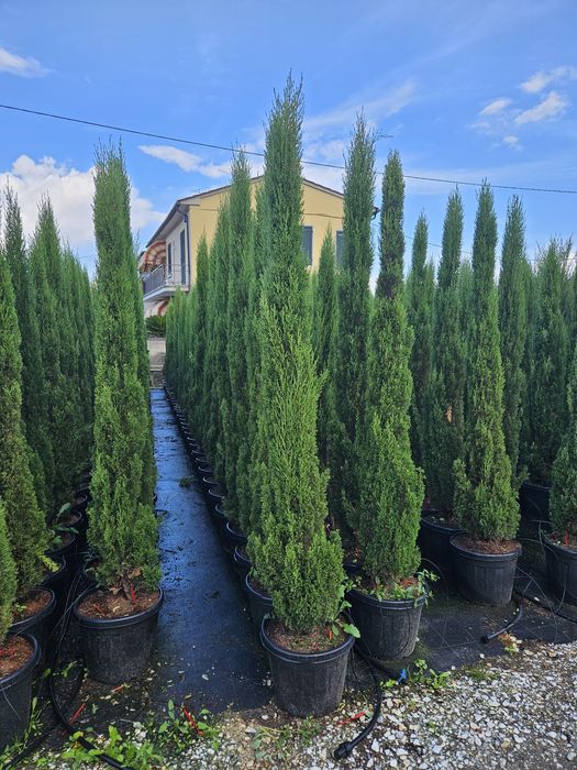 Cupressus sempervires toate dimensiunile Transport gratuit