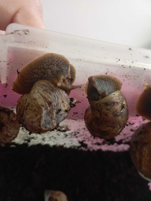 Улитки ахатины -домашние питомцы