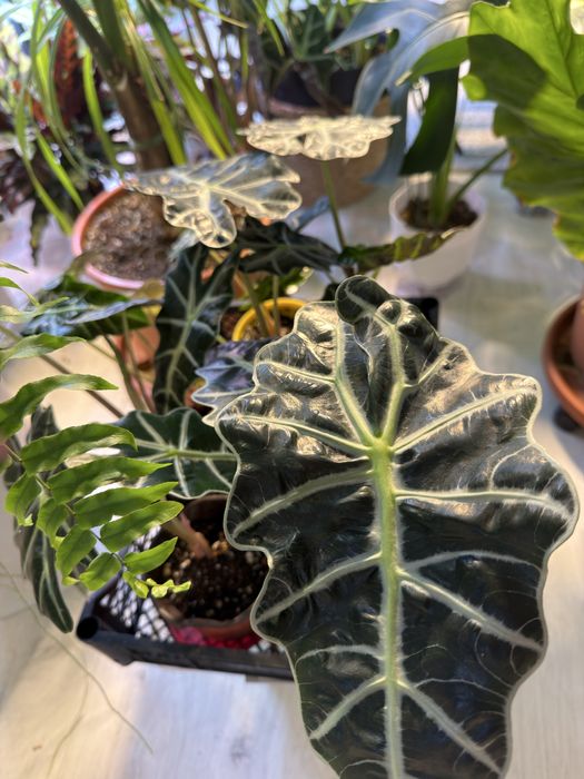 Алоказия Полли продажа