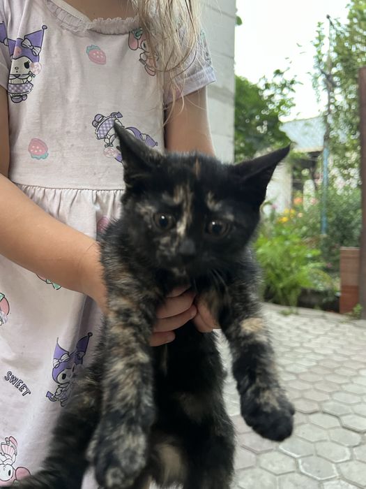 Отдам котенка в добрые руки