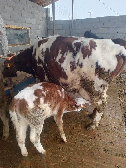 Карова с теленком.