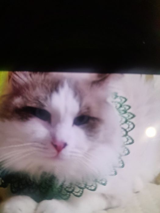 Котик породистый ждёт  кошечек на вязку