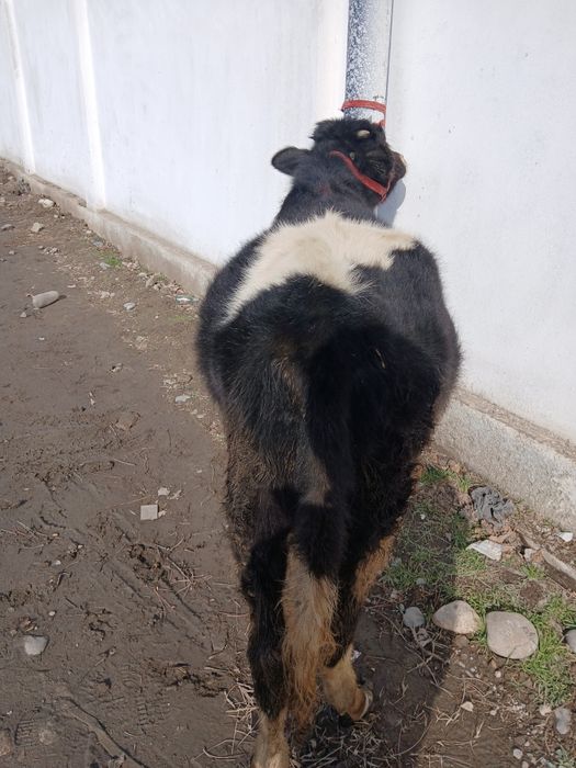 Нукисча сотилади.