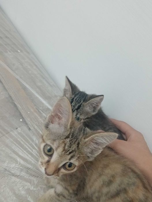 Отдам котёнок в добрые руки