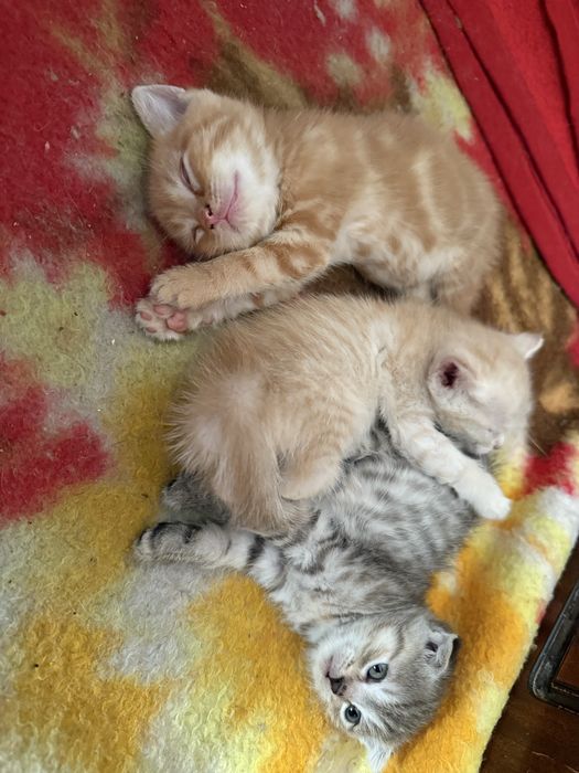 Отдам котят, 2 мальчика и 1 девочка