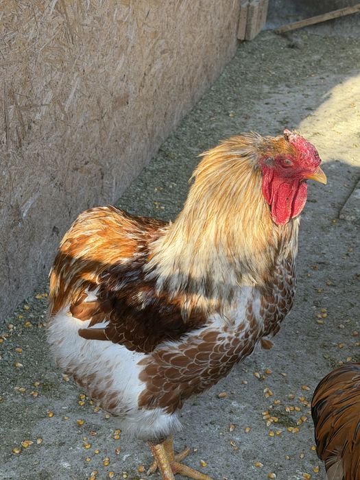 De vanzare Cocosi wyandotte gsg, splash, brahma, plymoth