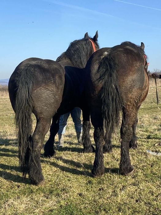 Vând mânze de 3 ani