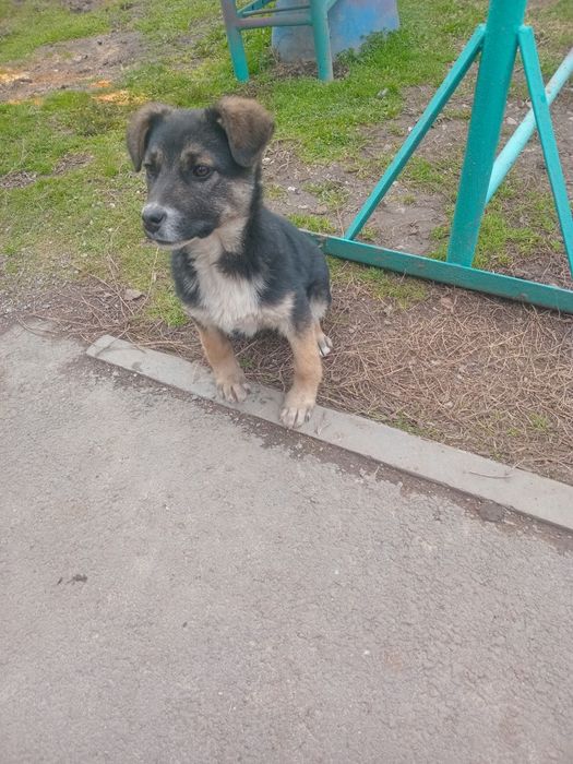 Отдадим щенка в добрые руки