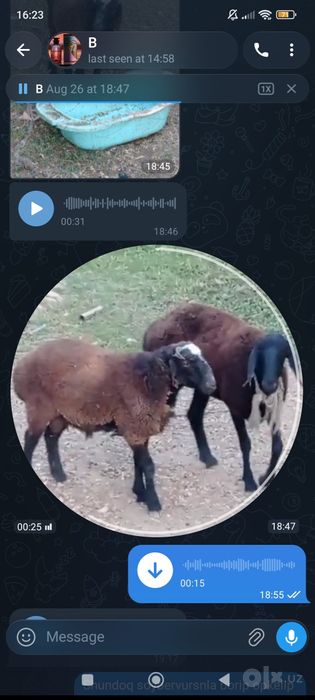 Assalomu alaykum o'gil qoy sotladi qo'y