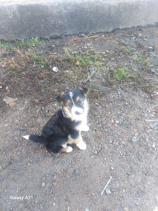 Отдам щенка, девочку в хорошие руки.