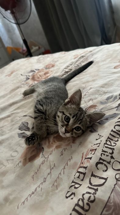 Котенок тигровый