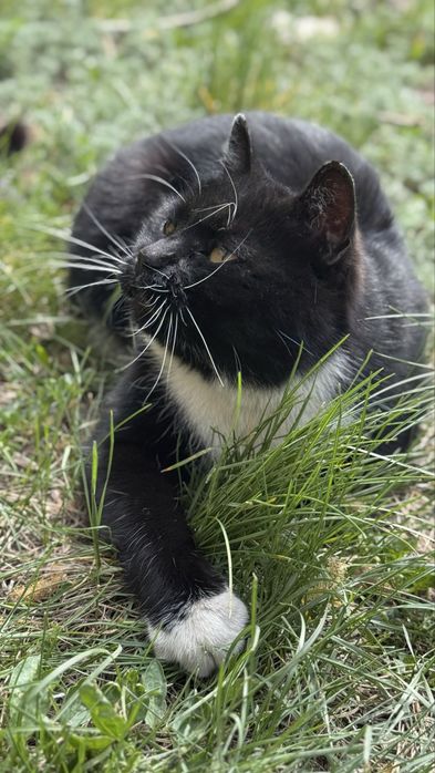 Отдам кота, ищу дом для кота