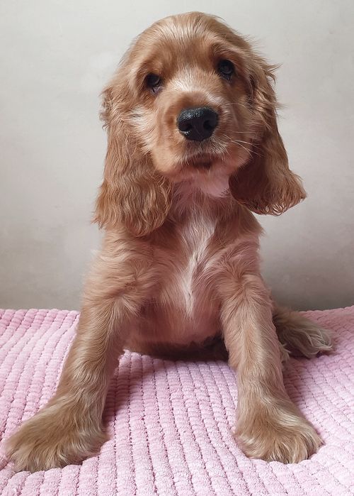 ГОТОВЫ к продаже щенки АНГЛИЙСКОГО спаниеля