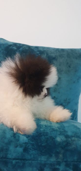 Pomeranian băiețel special