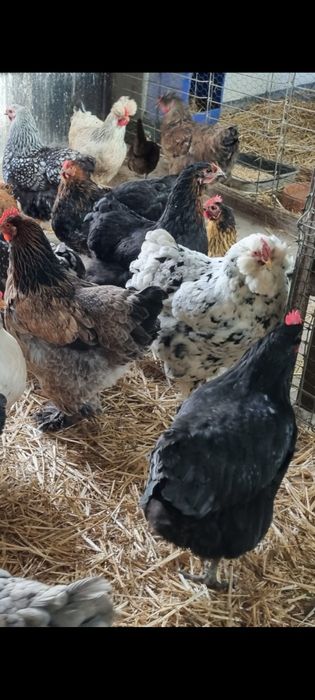 Oua de incubat de la toate găinile din poză