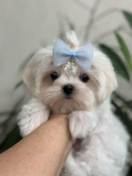 Кукольные малыши мальтезе