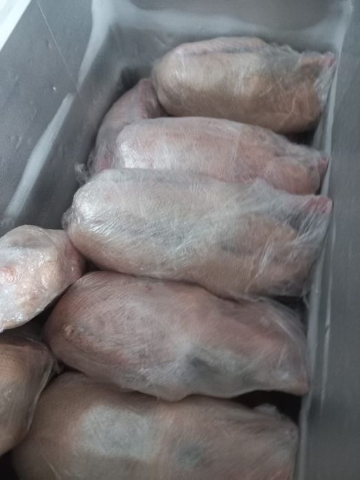 Продам домашних гусей !