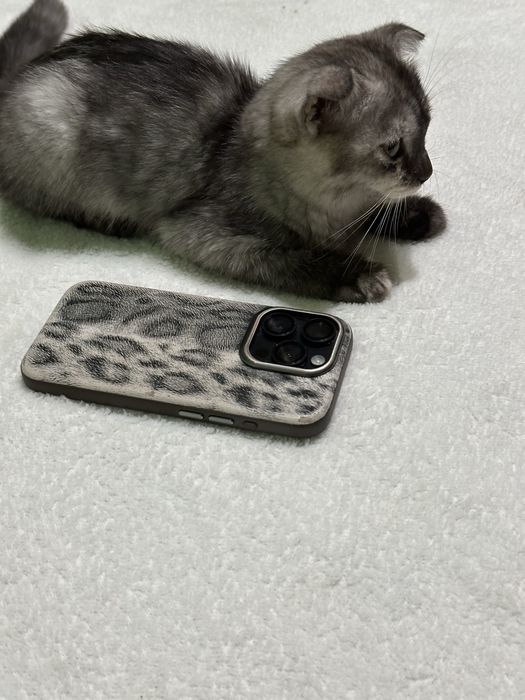 Кошка шотландская