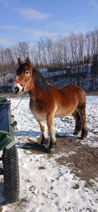 De vanzare iapa de 8 ani
