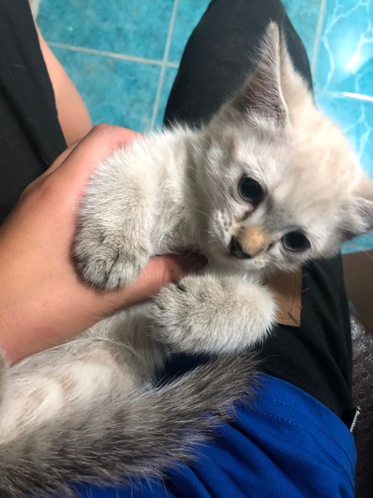 Bir qiz Vlad Topalovga minaj beradi