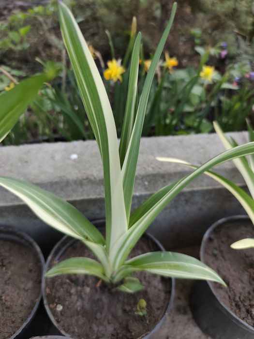 Лилейник (петушок)вариегатный