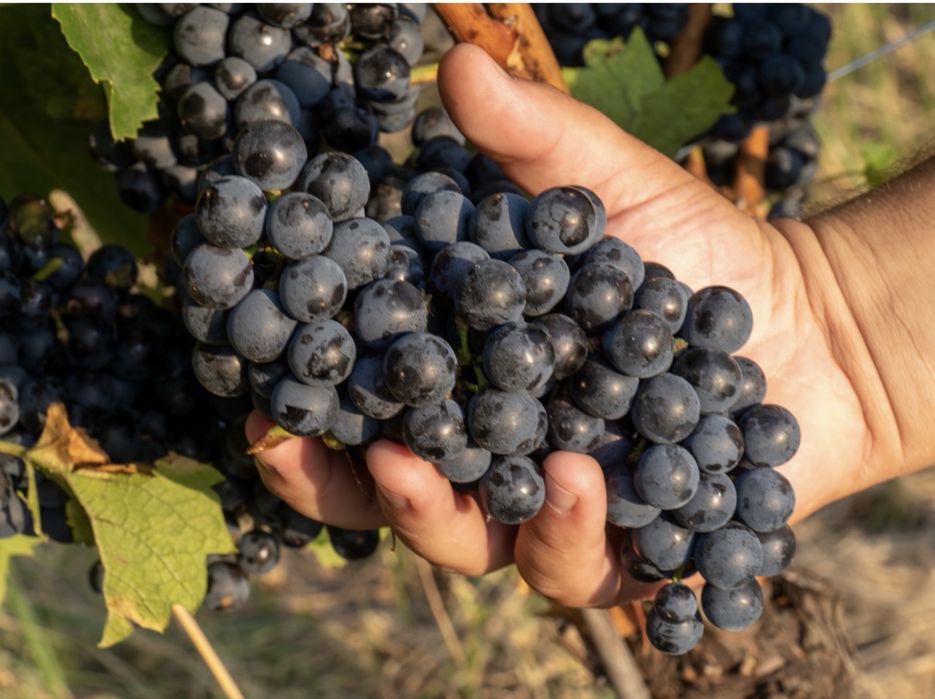 Vand struguri pentru vin